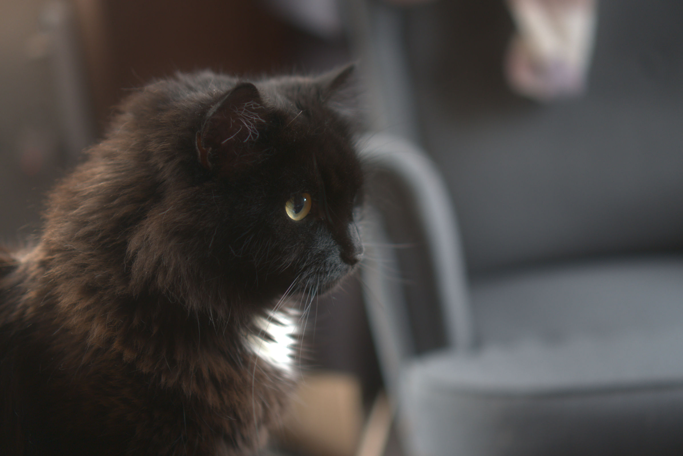 Mr cat in its full glory
